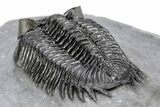 Coltraneia Trilobite Fossil - Large & Prone Specimen #209625-4